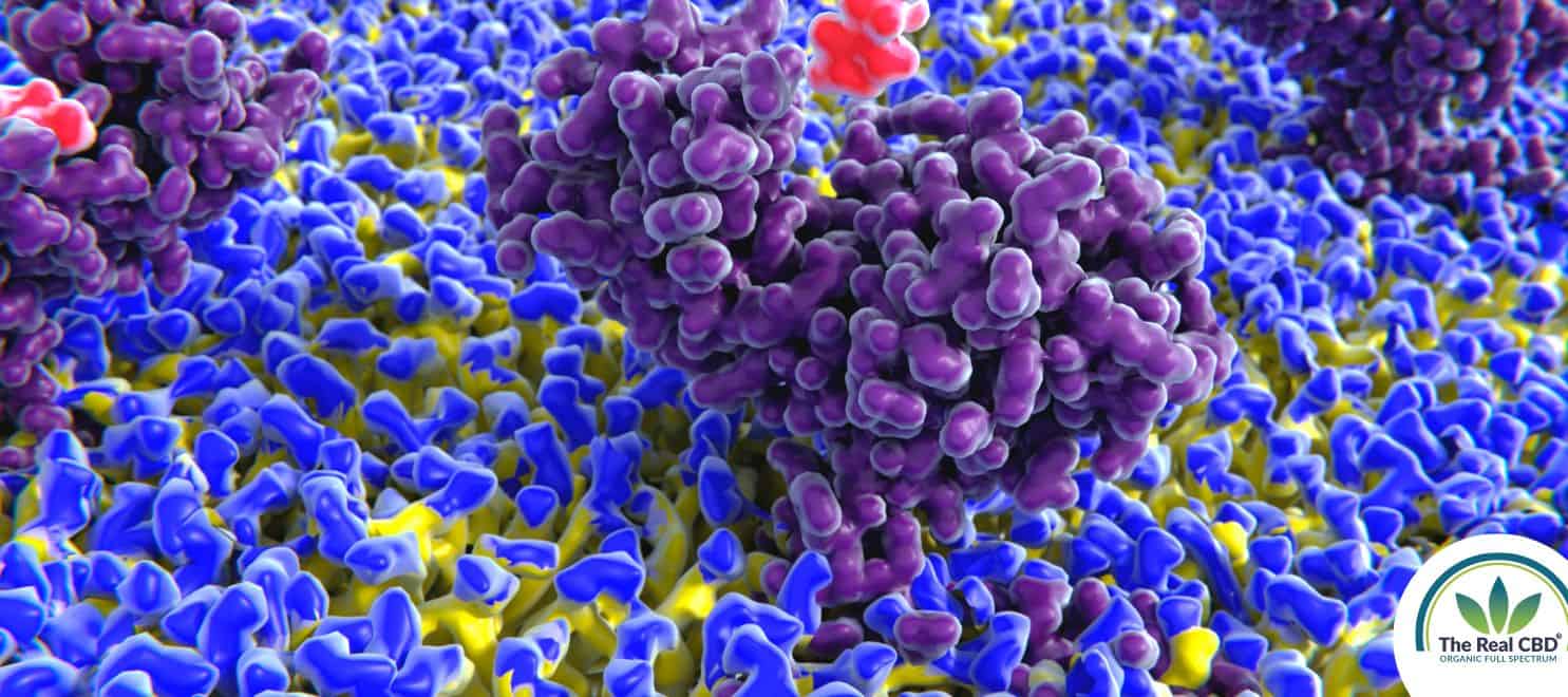 Colourful cells
