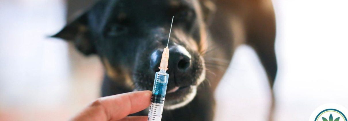 A dog looking at a syringe with medication in