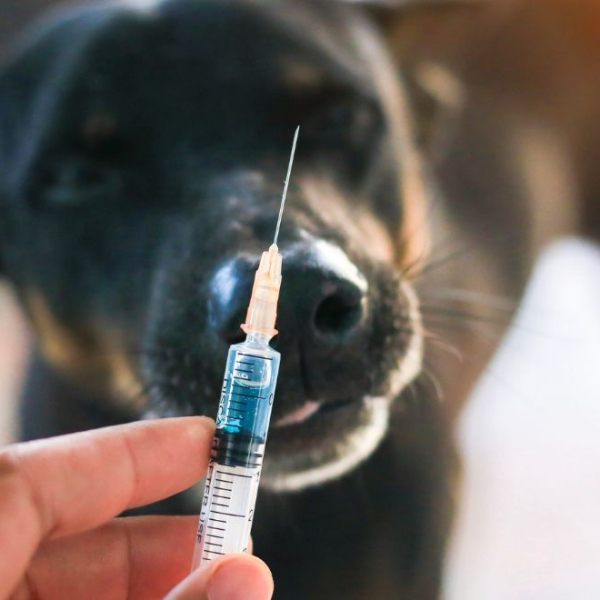 A dog looking at a syringe with medication in