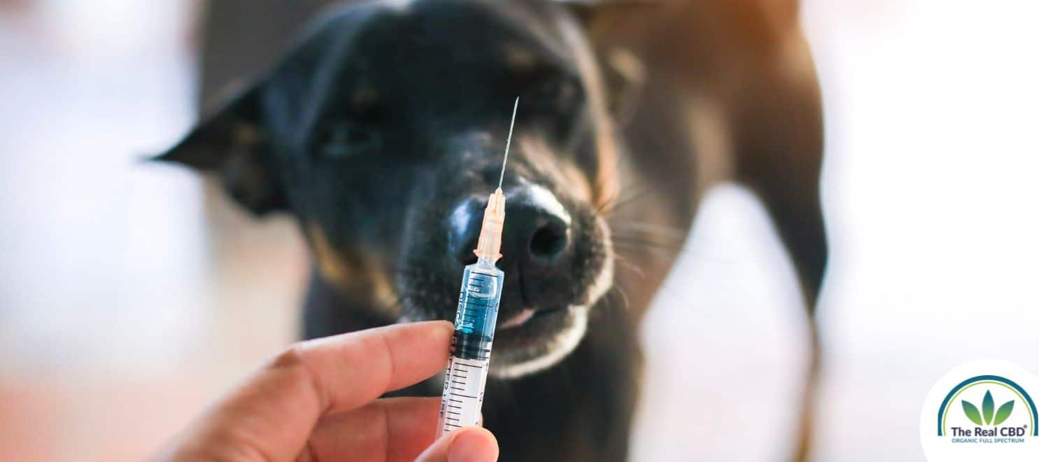 A dog looking at a syringe with medication in