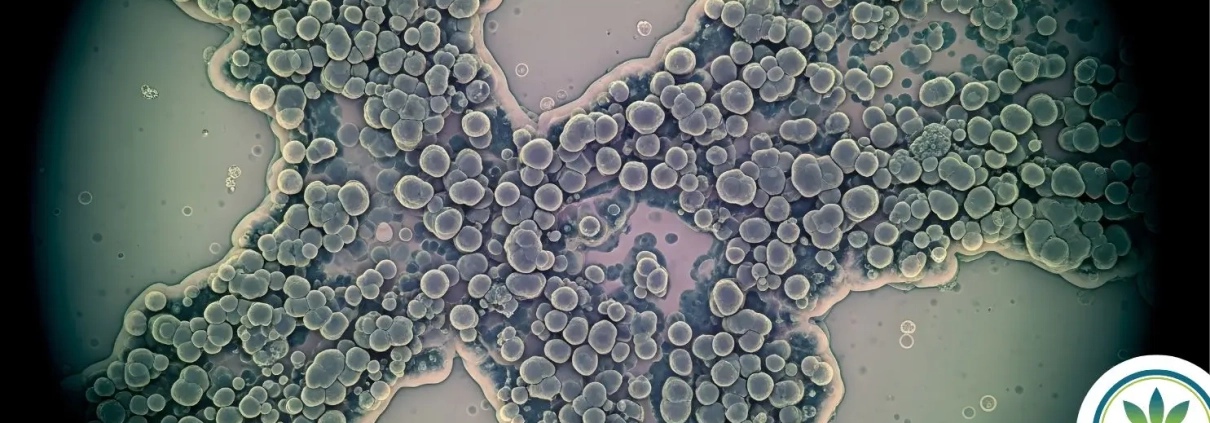 Yeast seen through a microscope