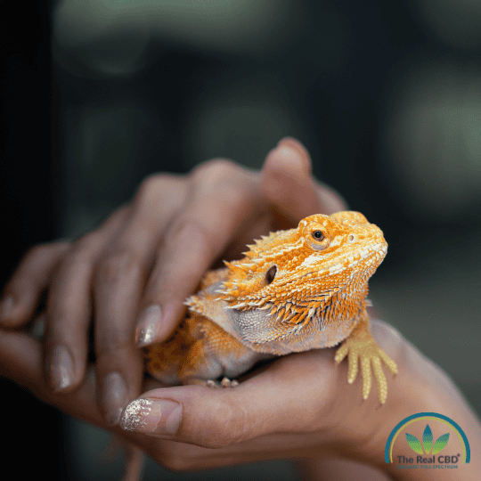 Person holding a lizard