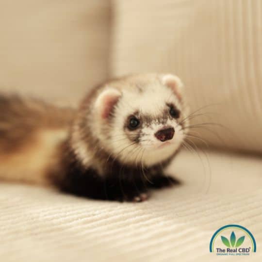 a ferret