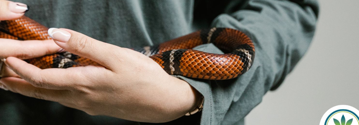 Person holding a snake