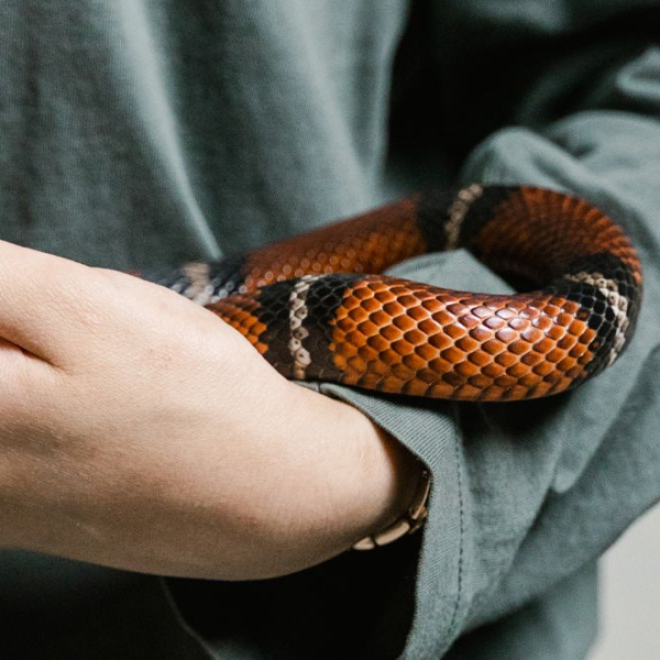 Person holding a snake