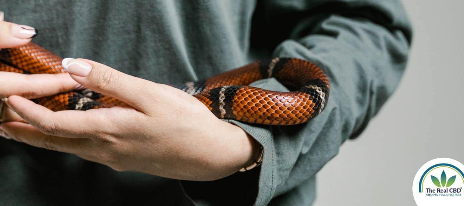Person holding a snake