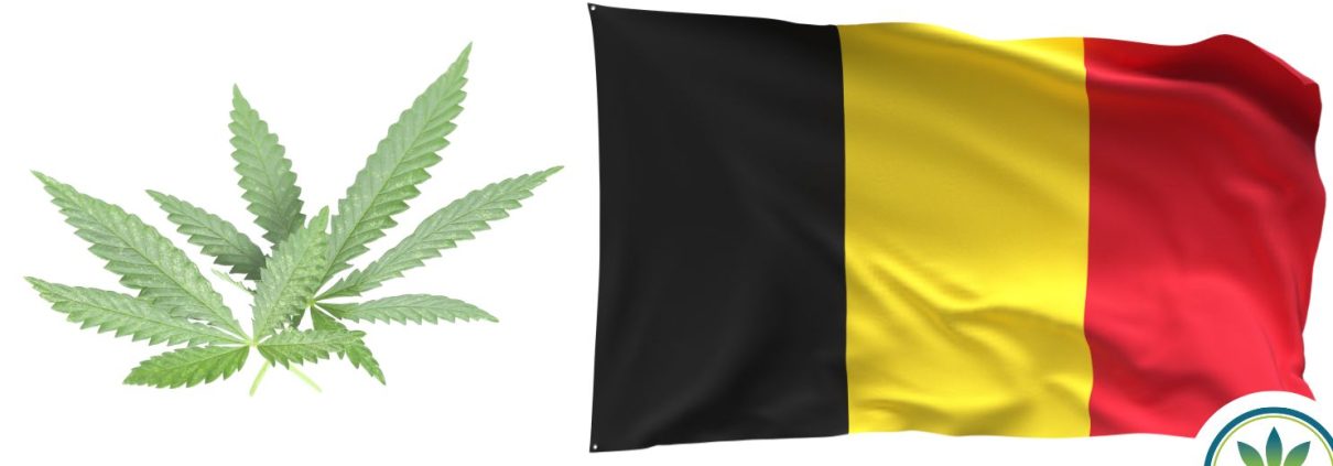 Belgium flag and hemp leaves