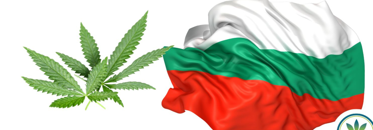 Bulgarian flag and hemp leaves