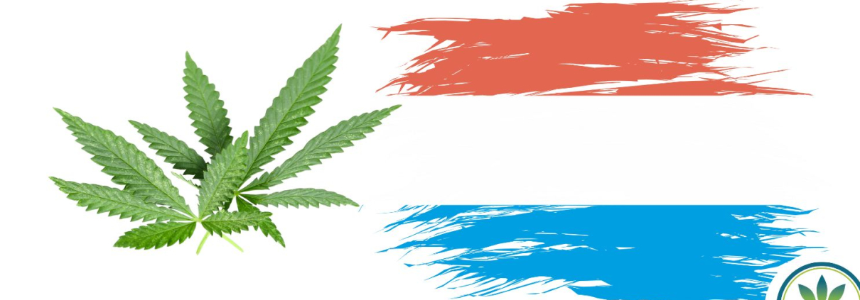 Luxembourg flag and hemp leaves