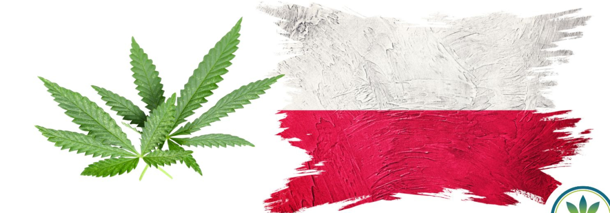 Polish flag and hemp leaves