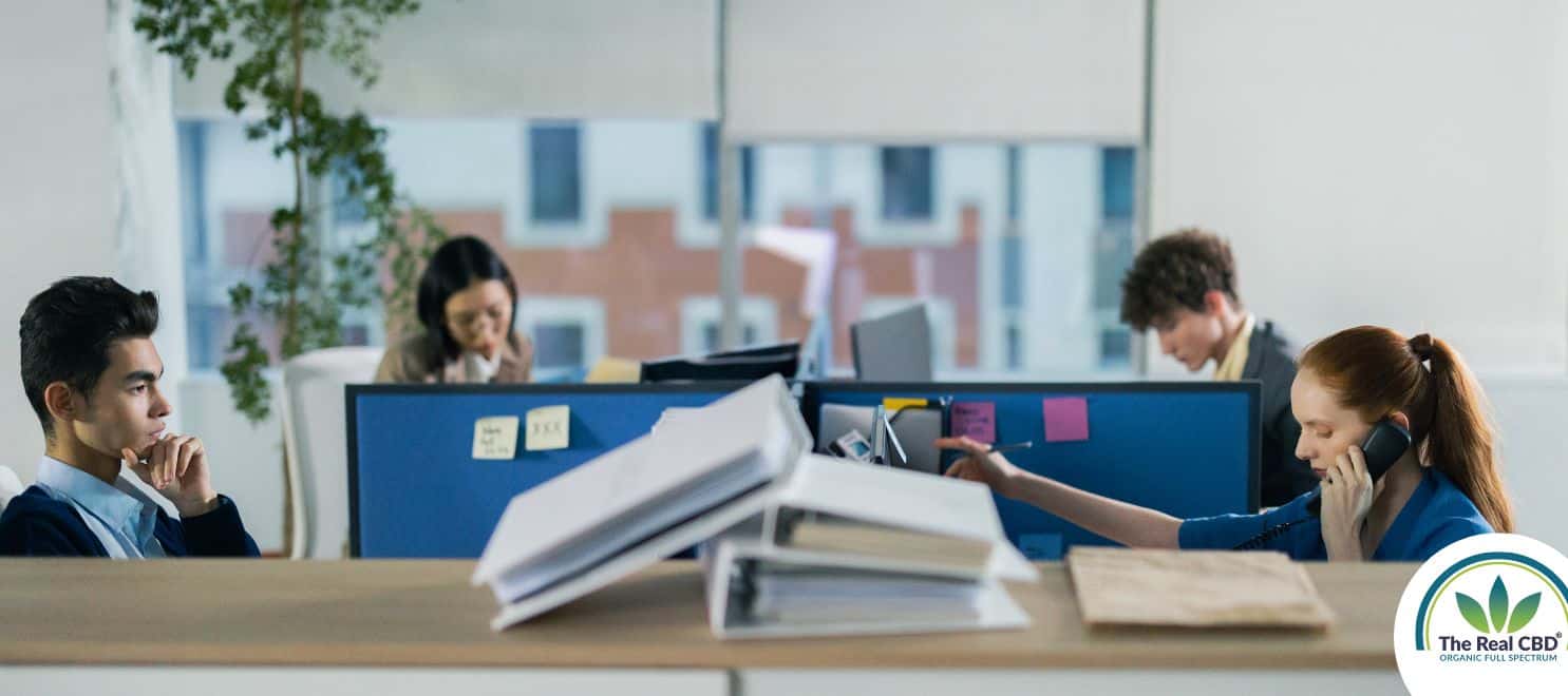 Cubicles of office people working