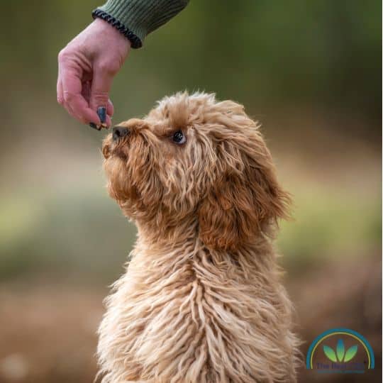 Doodle sniffin a treat
