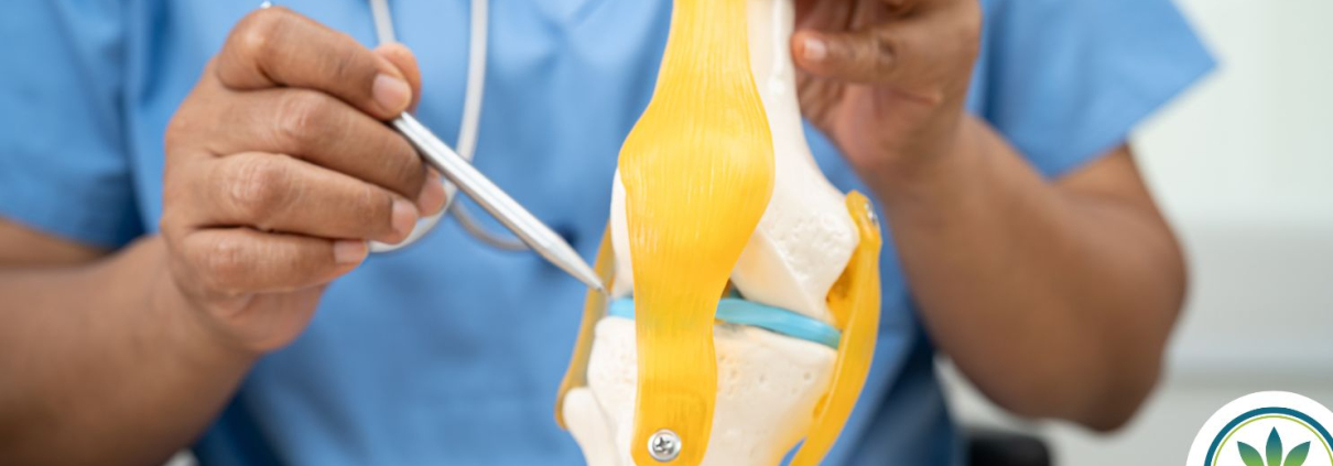 Doctor showing the cartilage of a model knee