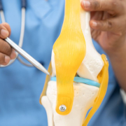 the-real-cbd-blog-cbd-oil-for-knee-cartilage-degeneration-pain Doctor showing the cartilage of a model knee