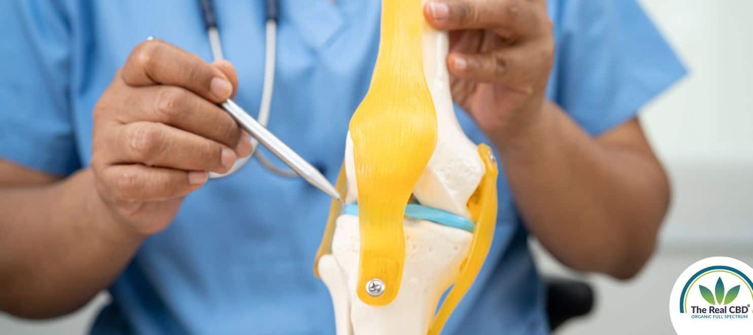 Doctor showing the cartilage of a model knee