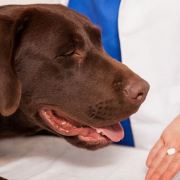 the-real-cbd-blog-predisone-and-CBD-for-dogs Dog sniffing a tablet in vets hand