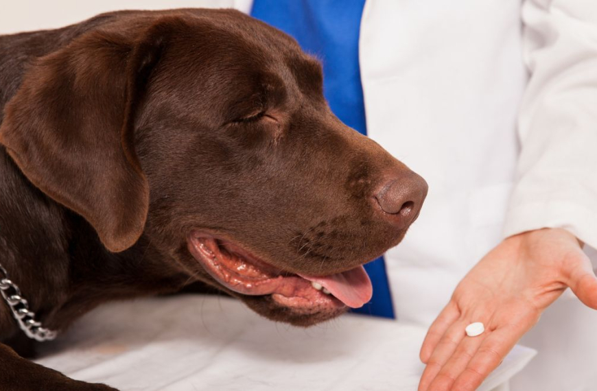 Dog sniffing a tablet in vets hand