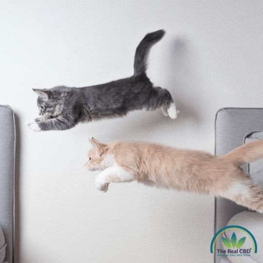 2 cats jumping from chair to sofa