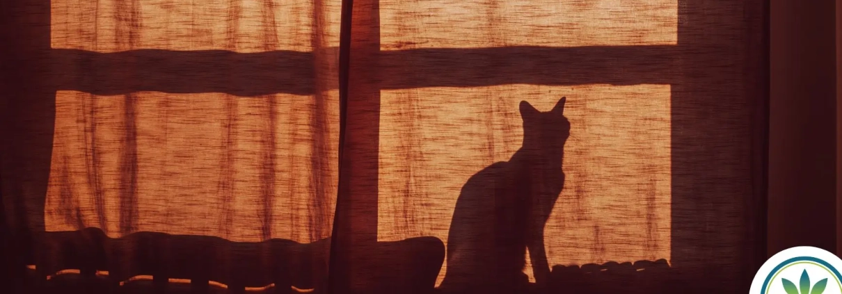 Silhouette of a cat against a window at night