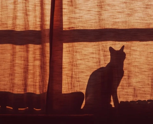 Silhouette of a cat against a window at night