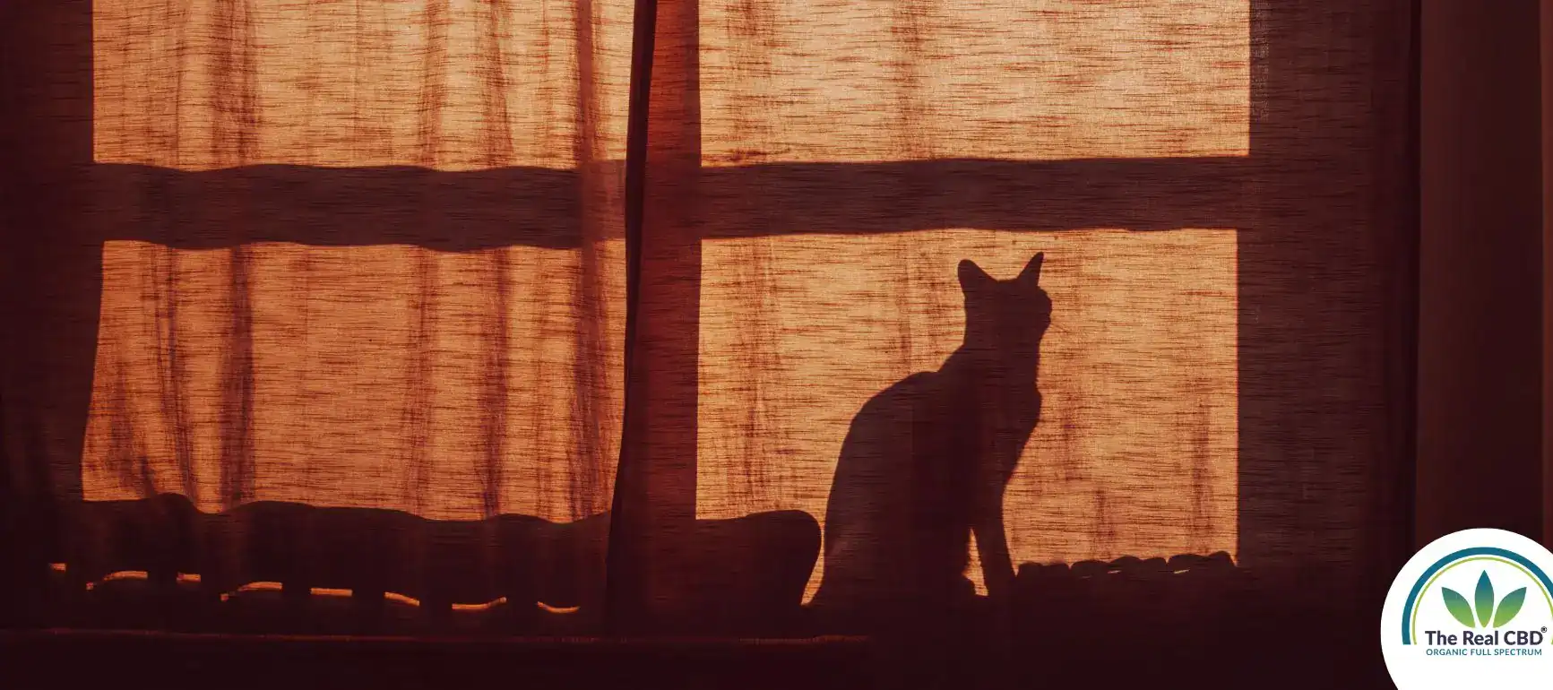Silhouette of a cat against a window at night