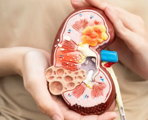 Woman holding a sliced plastic kidney so we can see the functionality of the kidneys
