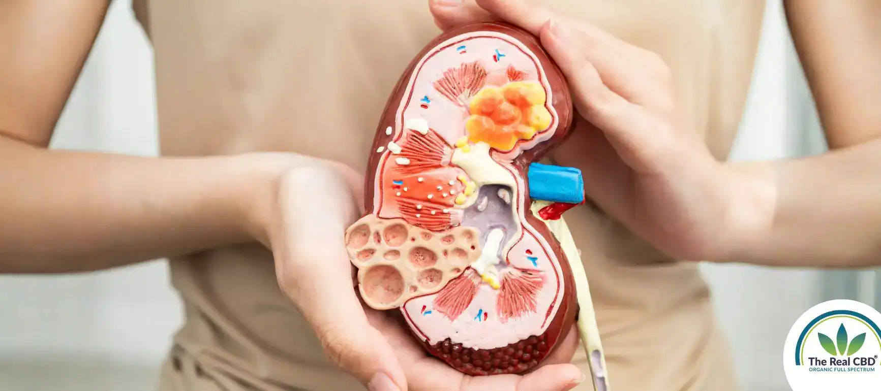 Woman holding a sliced plastic kidney so we can see the functionality of the kidneys