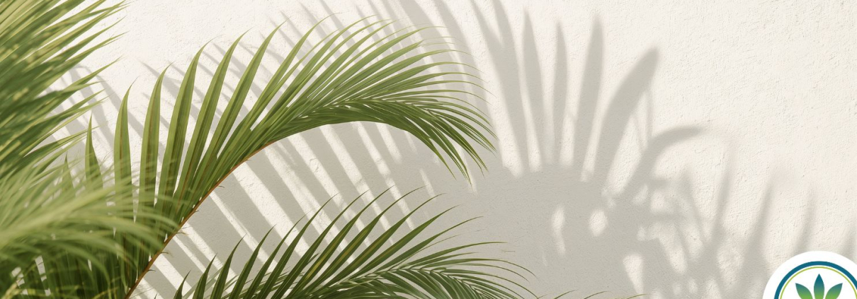 Long green plant leaves with their shadow shown on a wall