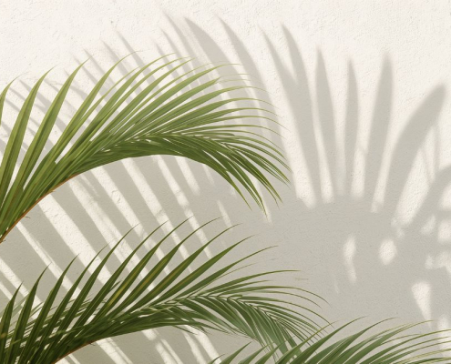 Long green plant leaves with their shadow shown on a wall
