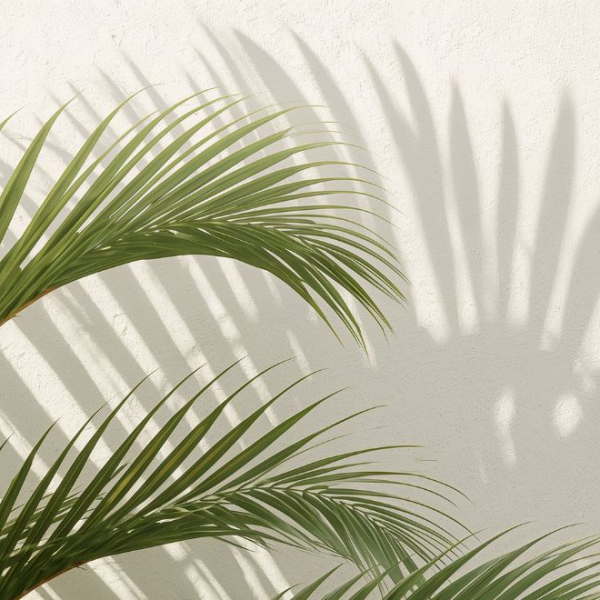 Long green plant leaves with their shadow shown on a wall