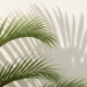Long green plant leaves with their shadow shown on a wall